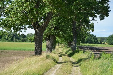 Rural road next to forest and plowed field on a spring day