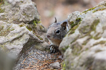 Close up picture of a beautiful, friendly, wild grey squirrel 