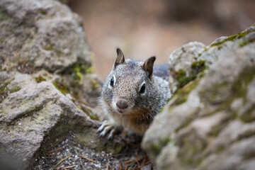 Close up picture of a beautiful, friendly, wild grey squirrel 