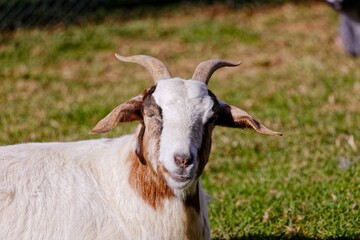 Beautiful goat on the green field