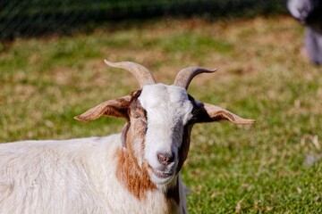 Obraz premium Beautiful goat on the green field