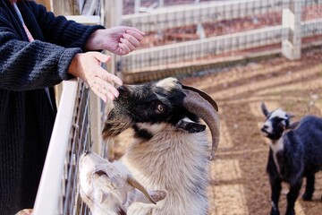 Beautiful pair of goats with big horns on the wooden cage