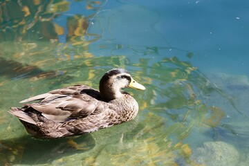 Cute brown duck swimming in a lake on a sunny day