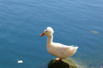 Cute white pekin duck perched on the stone in a lake on a sunny day