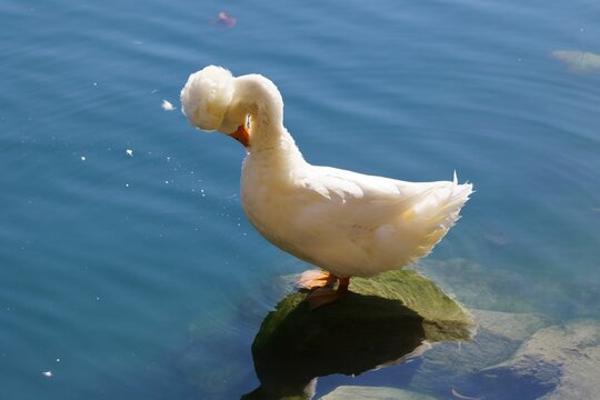 Cute white pekin duck perched on a stone in a lake and preening itself on a sunny day