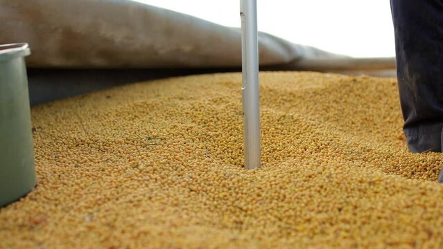 Employee of factory using special device for taking grain sample and further analysis. Worker rotating probe tube to get exemplar of all layers of kernels for precise testing.