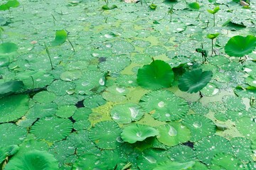 Closeup shot of beautiful sacred lotus green leaves covered in water drops, Bangkok, Thailand