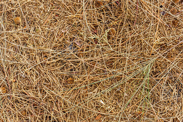 fall brown lying pine needles season background, autumn nature texture of a ground, fallen...