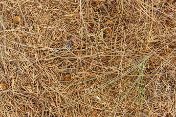 fall brown lying pine needles season background, autumn nature texture of a ground, fallen pine-needles backdrop