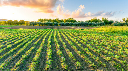 beautiful view in a green farm field with rows of rural plants and vegetables with amazing sunset or sunrise on background of agricultural landscape