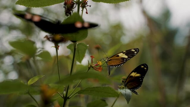 Closeup footage of black and yellow butterflies on a leaf of a plant against blurred background