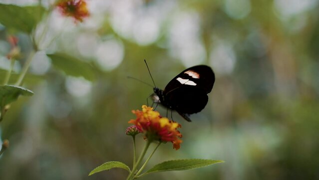 Closeup footage of a black and white butterfly on a flower against blurred background