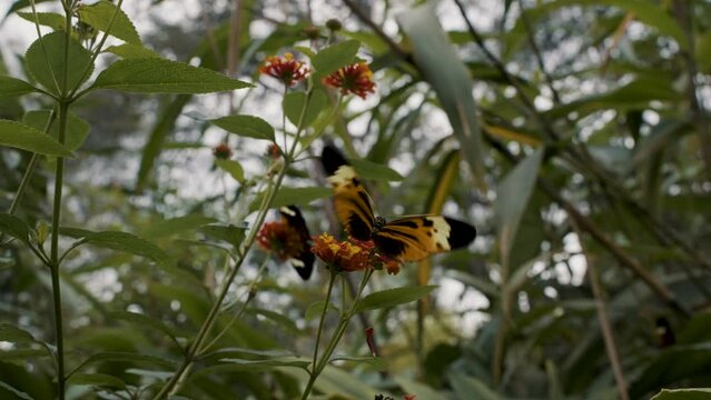 Closeup footage of a black and yellow butterfly on a flower against blurred background