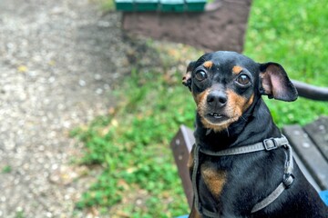 Nice obedient black Miniature Pinscher dog sitting and looking at the camera in the park - obrazy, fototapety, plakaty