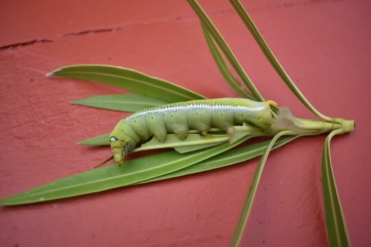 A Closeup view of Oleander hawk-moth caterpillars against a red Background