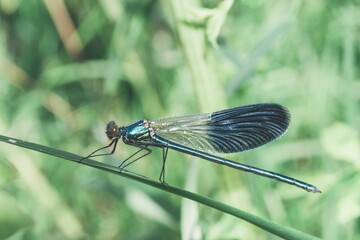 Closeup of a banded demoiselle, Calopteryx splendens.