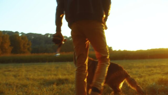German Shepherd Playing at Sunset in a Field