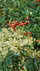Vertical shot of Rowans (Sorbus aucuparia) hanging from a branch in a green garden