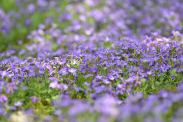 Obraz premium Close-up shot of forget-me-not flowers growing in a garden