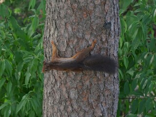 Fototapeta premium Closeup of a squirrel hanging in a trunk and green leaves behind it