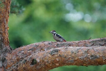 Small bird on tree branch against green blurred background