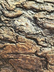 wood texture