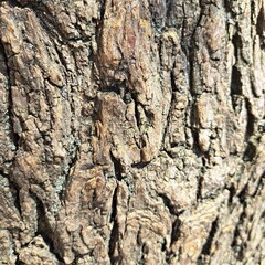 bark of a tree