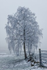 Scenic vertical shot of a magical frosty tree in a field during a beautiful winter day