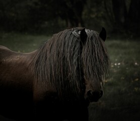 Closeup shot of a dark brown horse with a fluffy long mane