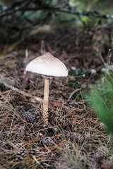 Vertical closeup shot of a death cap (Amanita phalloides) in the forest