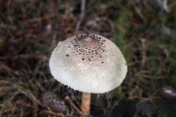 Closeup shot of a deadly poisonous death cap (Amanita phalloides) in the forest
