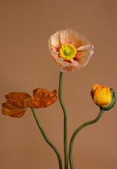 Orange color poppies isolated on brown studio wall background