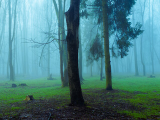 Atmospheric green forest in fog. Mysterious dark woods in the morning. Misty landscape with trees.
