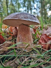 Vertical shot of a big mushroom in a forest