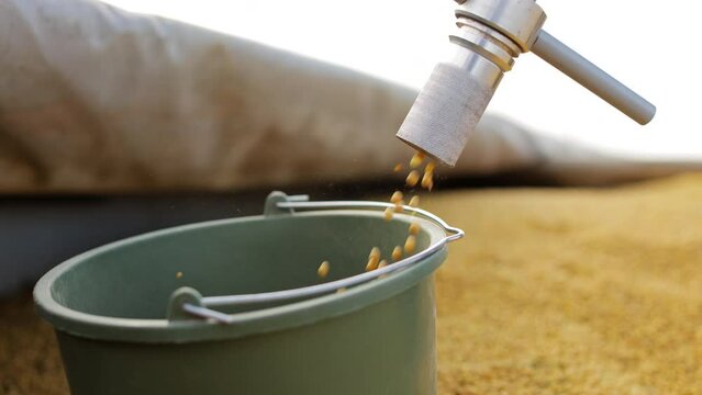 Kernels of peas pouring out of grain probe tube into green plastic bucket. Process of selecting samples for checking moisture content of cereals mass at enterprise.