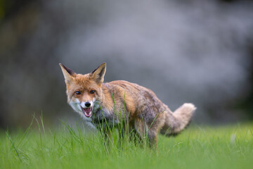 Fox in the meadow in Bohemian.Moravian Highland
