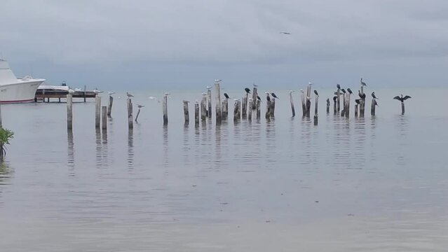 Flock of birds perching on the wood in the ocean