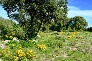 GARRIGUES  FORET TAVEL GARD