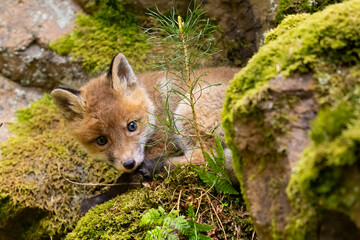 Naklejka premium Fox cub in the forest in Bohemian.Moravian Highland