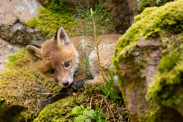 Fox cub in the forest in Bohemian.Moravian Highland