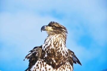 Obraz premium Bald eagle looking around against the cloudy blue sky