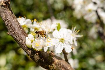 Blüte durch Biene bestäuben