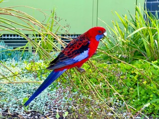 Close-up shot of a Crimson rosella standing on branches
