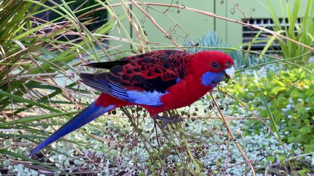 Closeup of a crimson rosella (Platycercus elegans) in grass