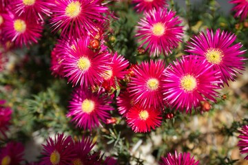Top view of beautiful pink lampranthus flowers in the garden