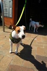 Closeup of adorable Jack Russell Terrier walking in the open air