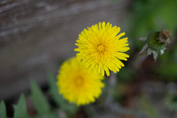 löwenzahn blume natur