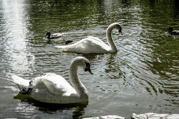 schwan herde see vogel tier