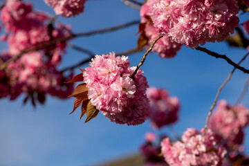 Japanische Blütenkirsche Frühling Rosarot