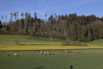 Feld Kuhweide Milchwirtschaft Idyllisch Schweiz